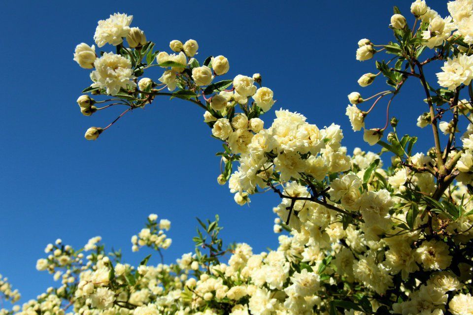 World’s Largest Rose Tree: world record in Tombstone, Arizona World’s Largest Rose Tree: world record in Tombstone, Arizona