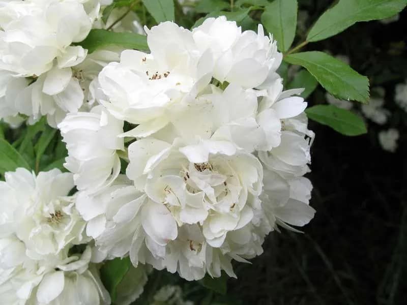 World’s Largest Rose Tree: world record in Tombstone, Arizona World’s Largest Rose Tree: world record in Tombstone, Arizona