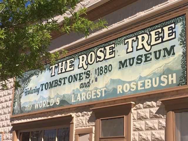World’s Largest Rose Tree: world record in Tombstone, Arizona World’s Largest Rose Tree: world record in Tombstone, Arizona