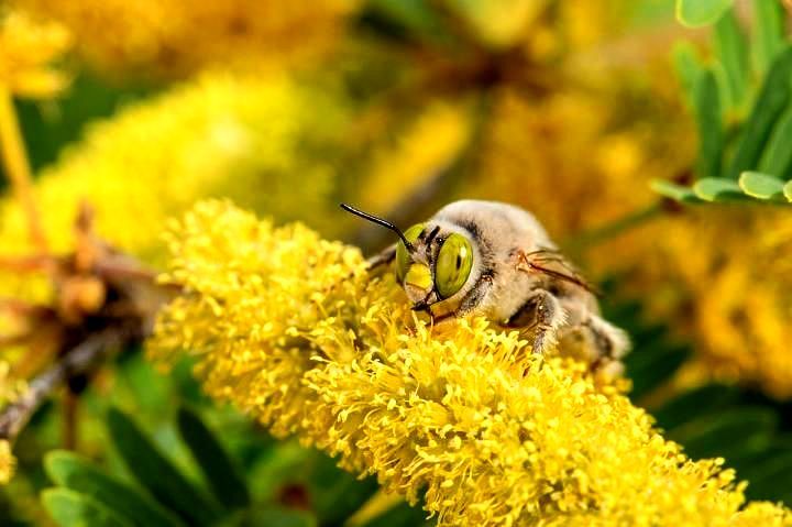 World's highest concentration of bee species: The San Bernardino Valley, Arizona sets world record