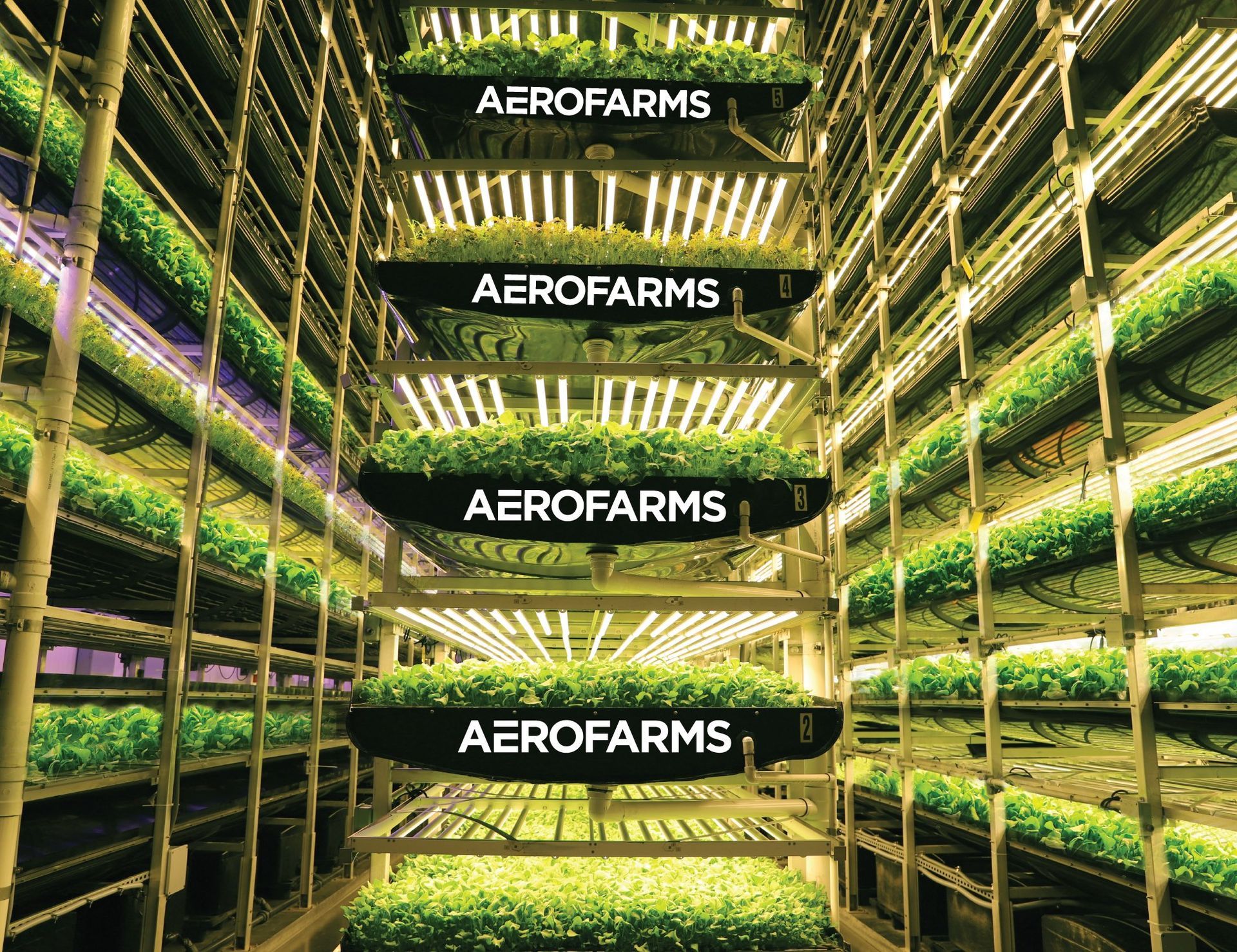 World's Largest Indoor Vertical Farm: world record in Newark, New Jersey