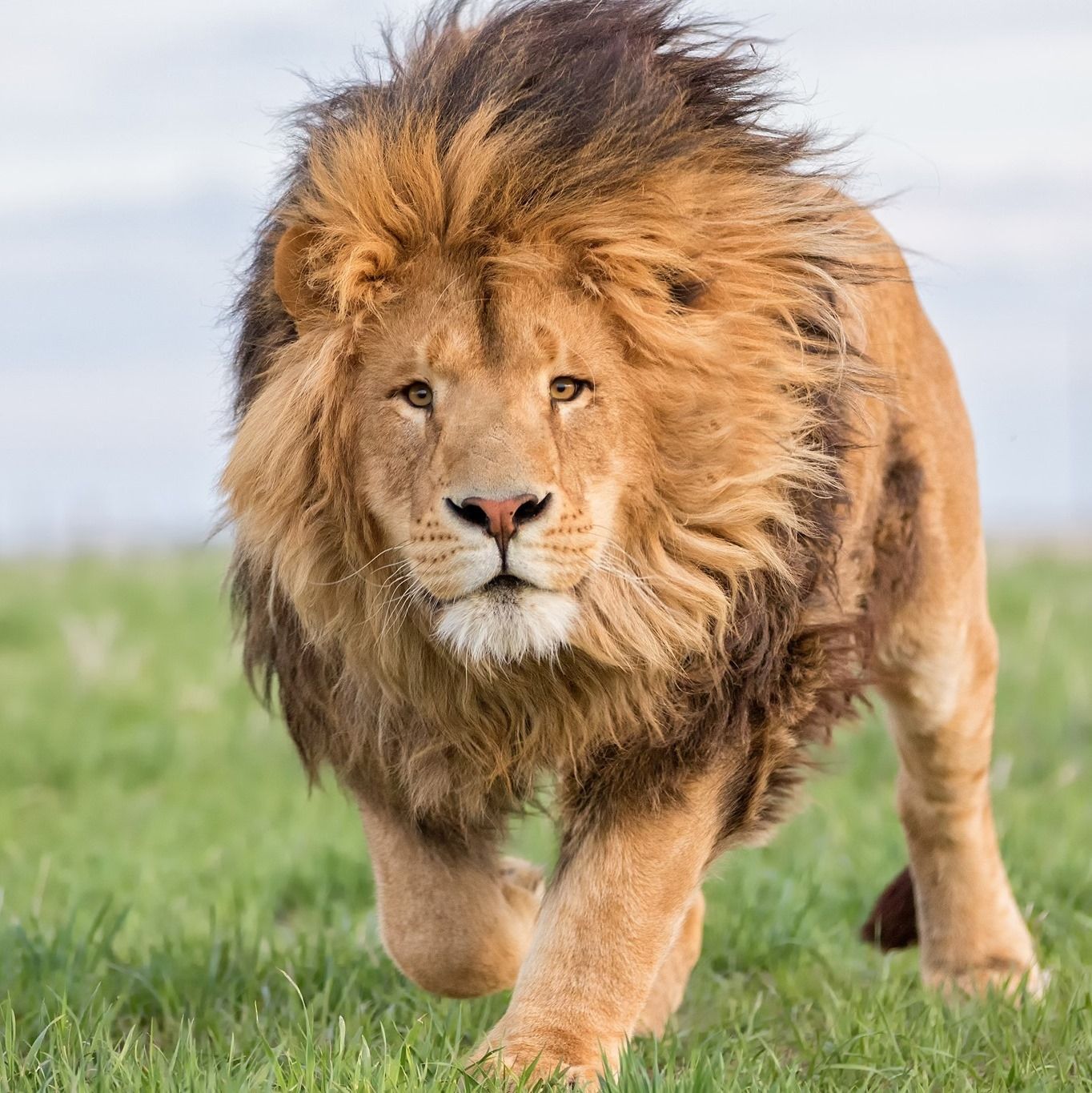 
World's Largest Carnivore Sanctuary: world record in Keenesburg, Colorado