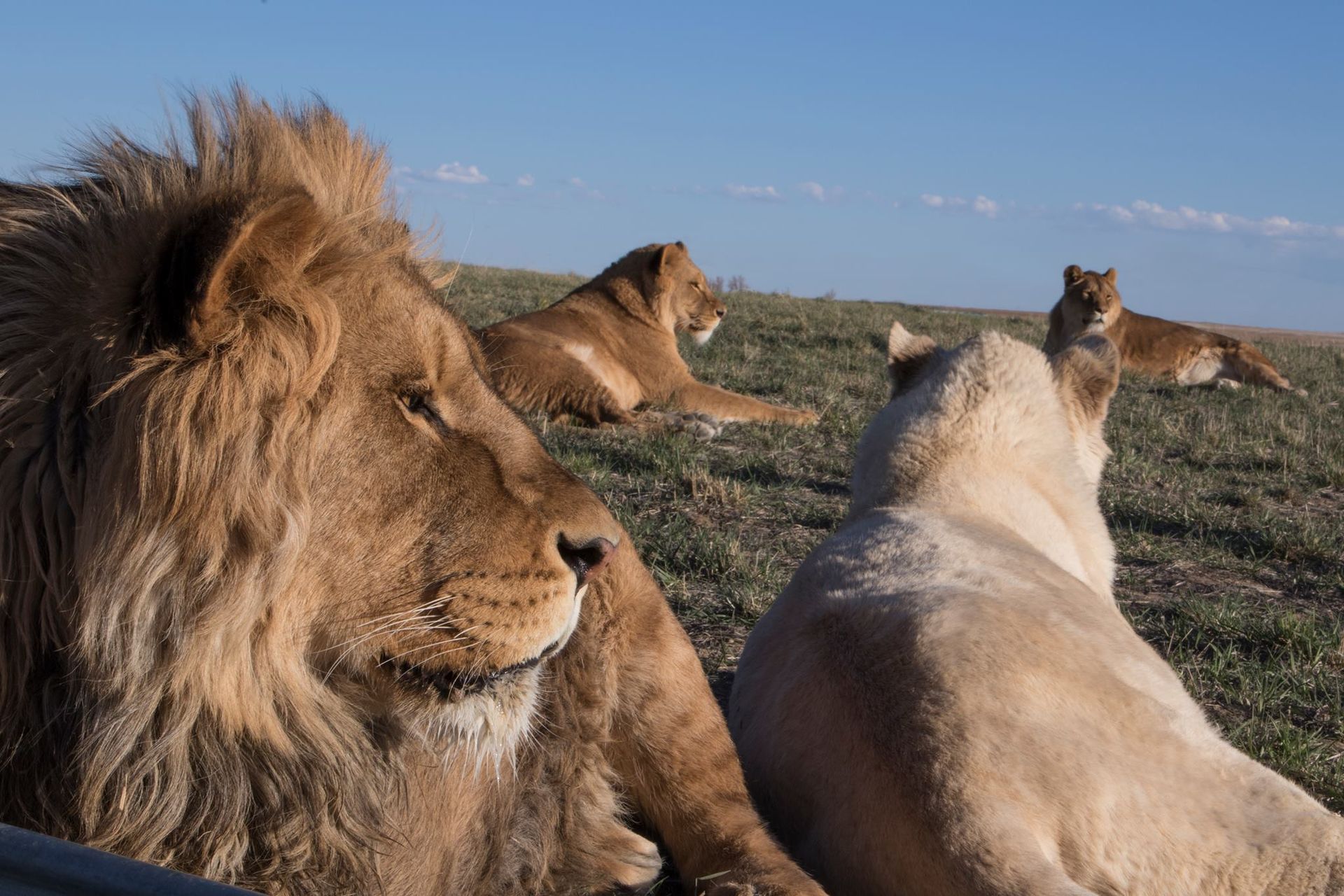 World's Largest Carnivore Sanctuary: world record in Keenesburg, Colorado