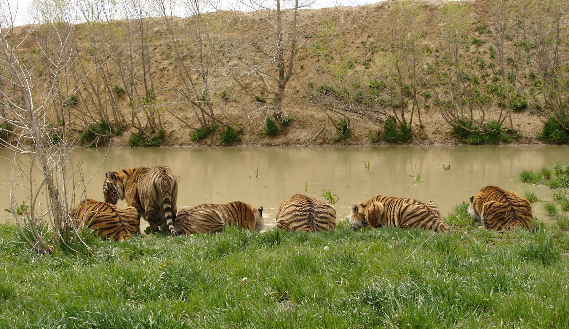 World's Largest Carnivore Sanctuary: world record in Keenesburg, Colorado