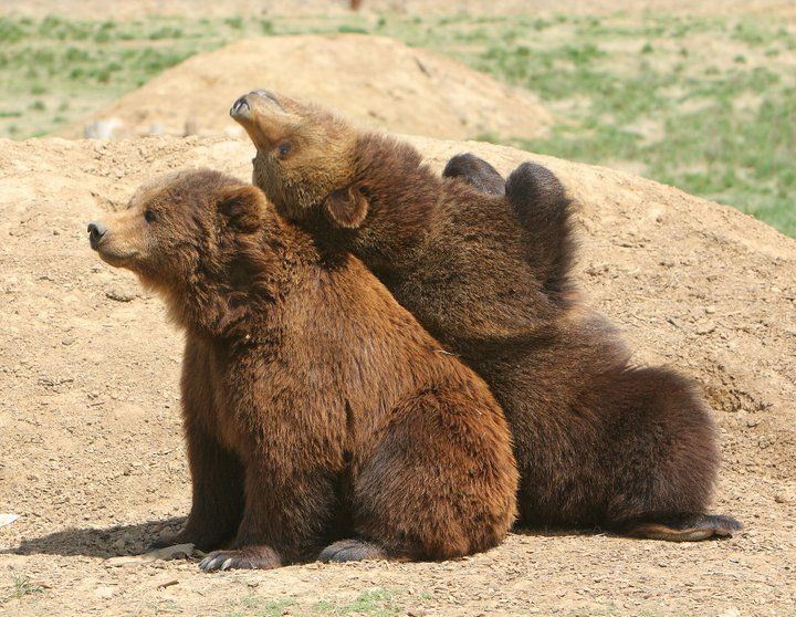 World's Largest Carnivore Sanctuary: world record in Keenesburg, Colorado