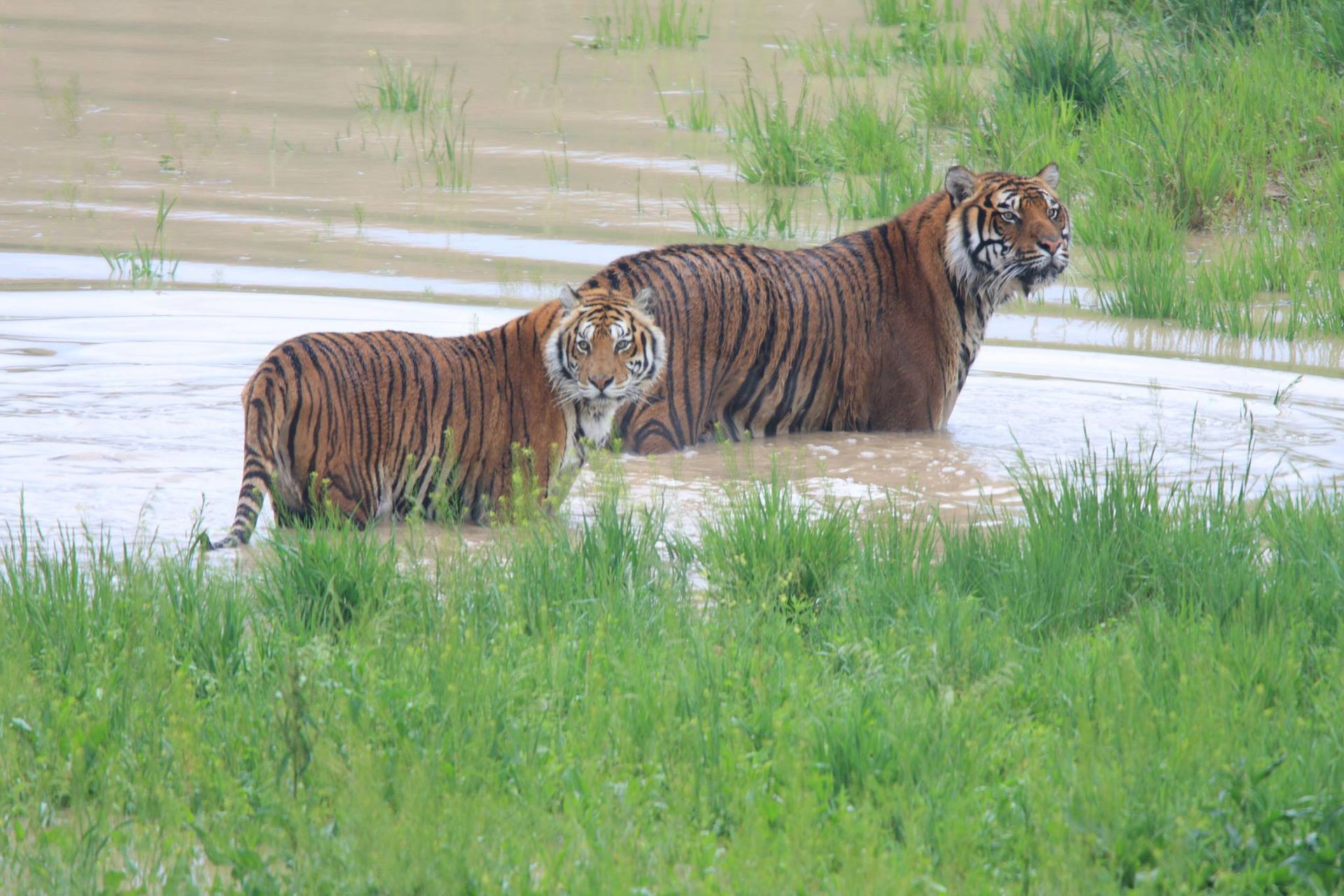 World's Largest Carnivore Sanctuary: world record in Keenesburg, Colorado