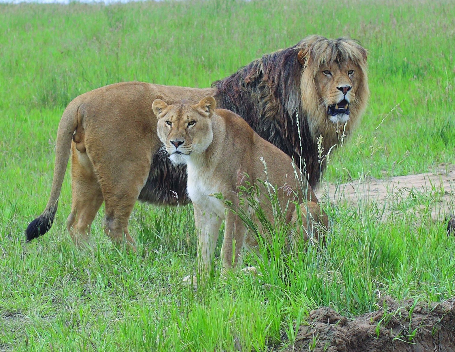 World's Largest Carnivore Sanctuary: world record in Keenesburg, Colorado