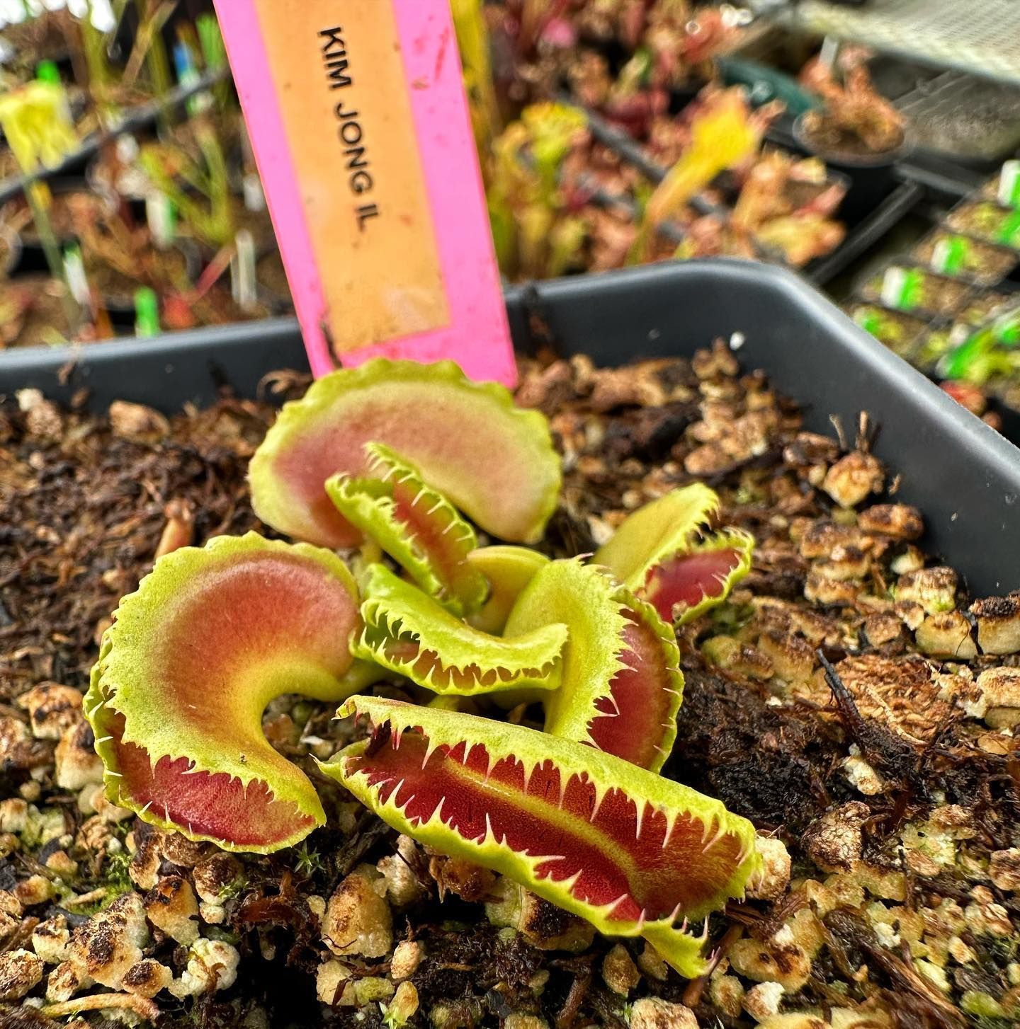 World's Largest Venus Flytrap: world record in Colorado Springs, Colorado