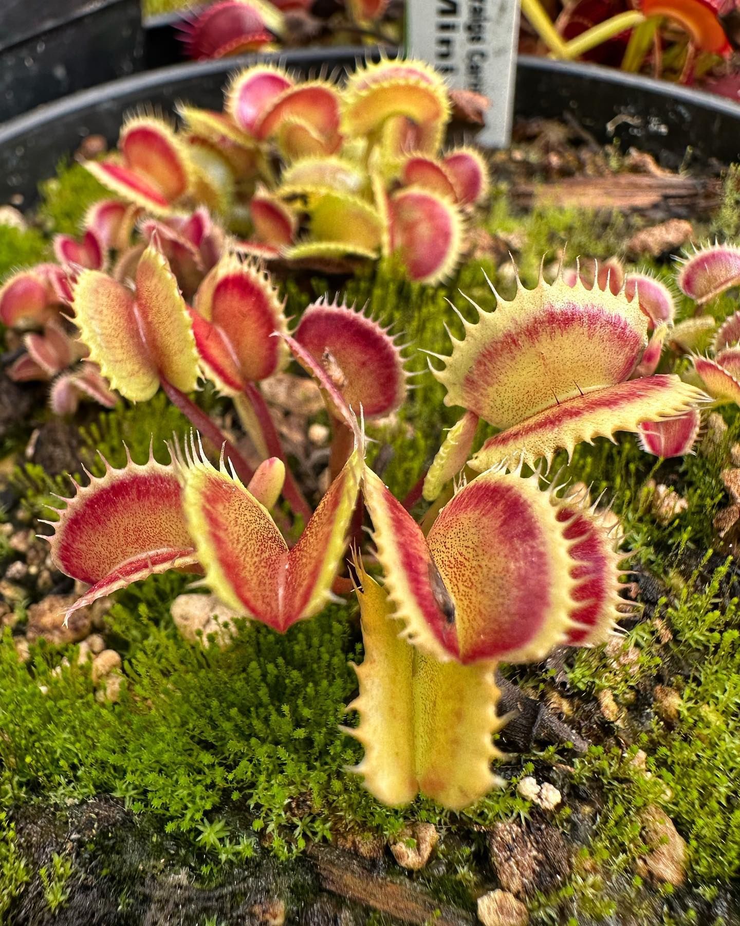 World's Largest Venus Flytrap: world record in Colorado Springs, Colorado