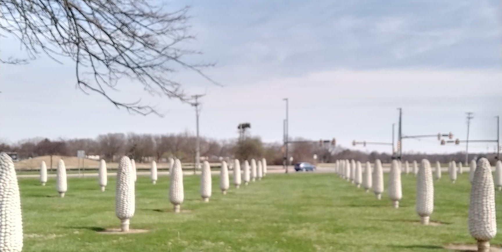 World's Largest Field Of Corn Cobs Sculptures: world record in Dublin, Ohio World's Largest Field Of Corn Cobs Sculptures: world record in Dublin, Ohio