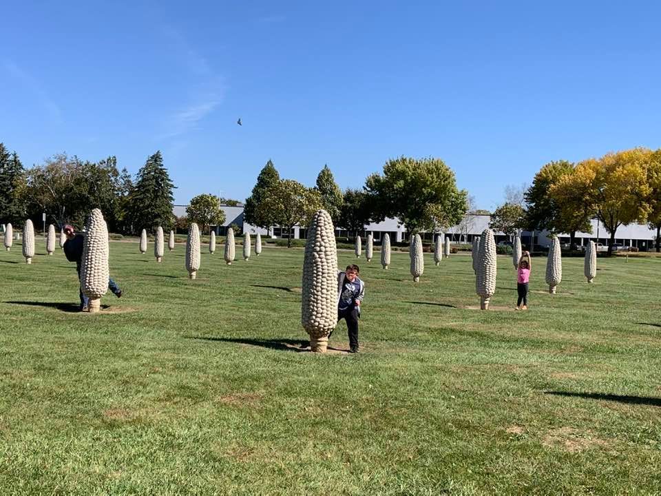 World's Largest Field Of Corn Cobs Sculptures: world record in Dublin, Ohio