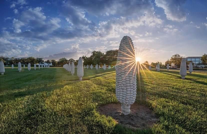 World's Largest Field Of Corn Cobs Sculptures: world record in Dublin, Ohio World's Largest Field Of Corn Cobs Sculptures: world record in Dublin, Ohio