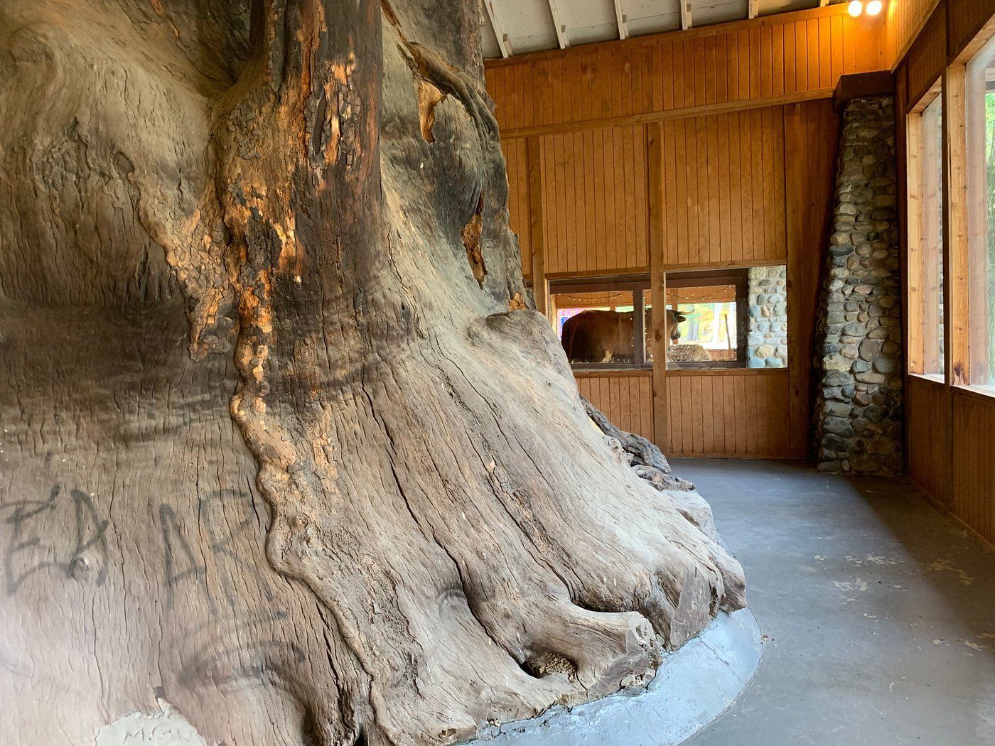 World’s Largest Sycamore Stump: world record in Kokomo, Indiana