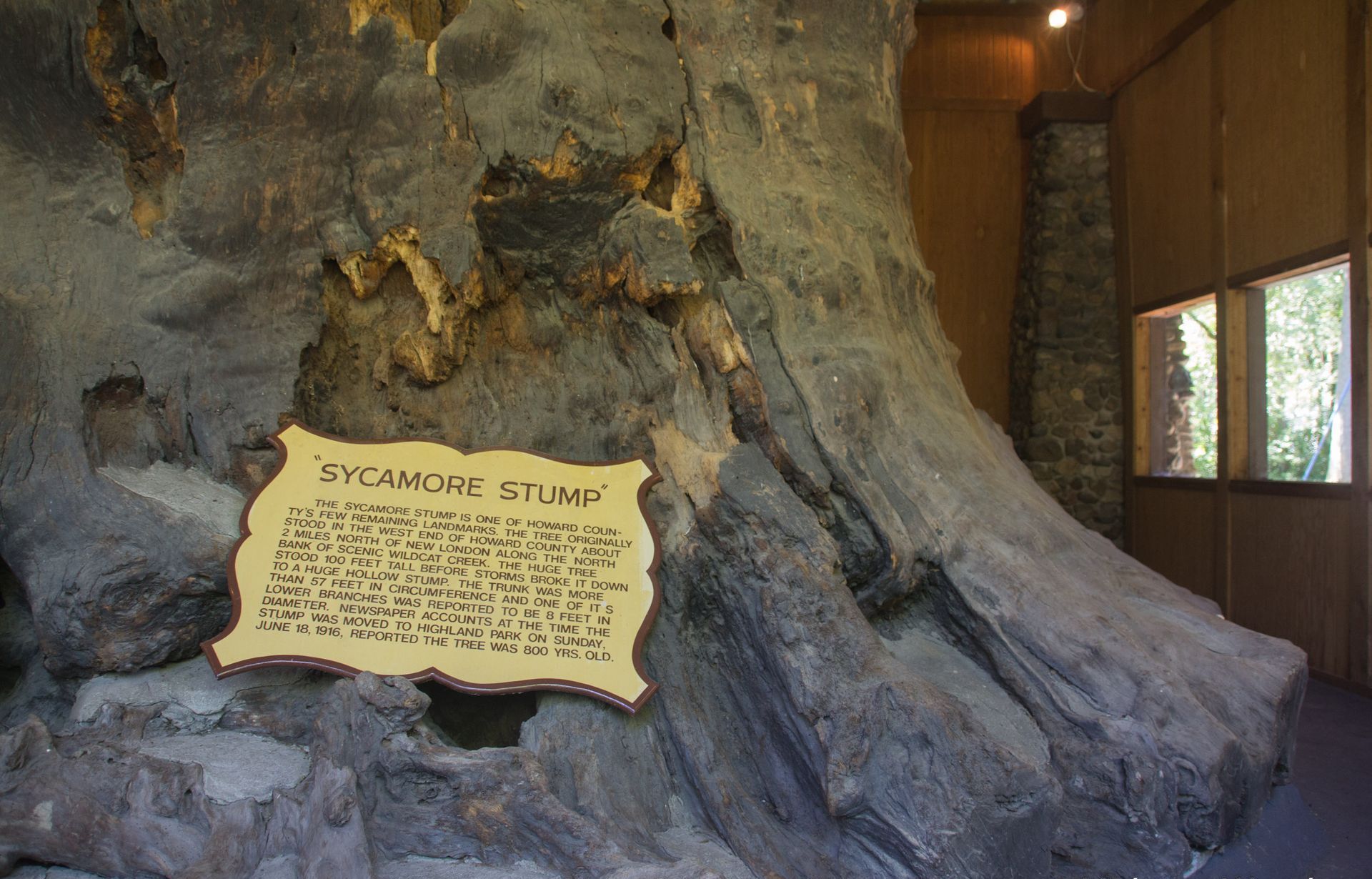 World’s Largest Sycamore Stump: world record in Kokomo, Indiana World’s Largest Sycamore Stump: world record in Kokomo, Indiana