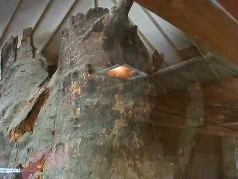 World’s Largest Sycamore Stump: world record in Kokomo, Indiana World’s Largest Sycamore Stump: world record in Kokomo, Indiana