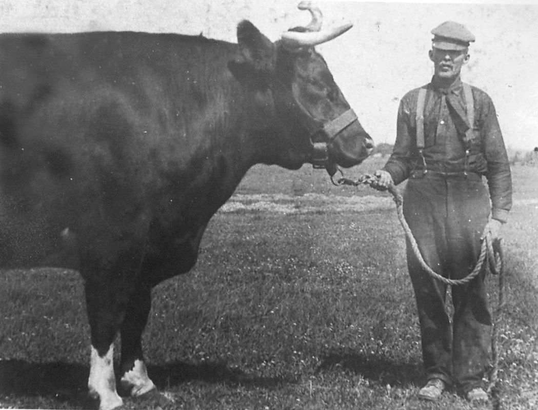 World's Largest Preserved Steer: world record in Kokomo, Indiana