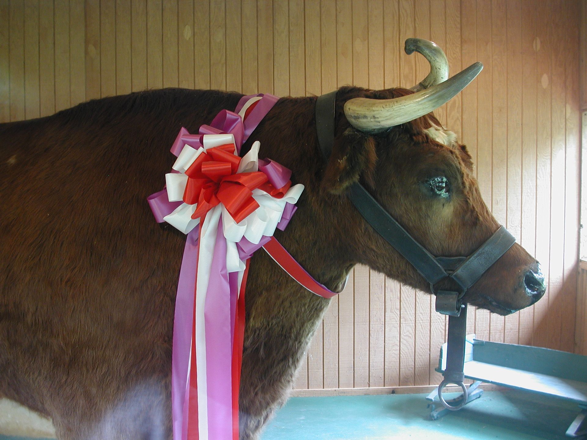 World's Largest Preserved Steer: world record in Kokomo, Indiana