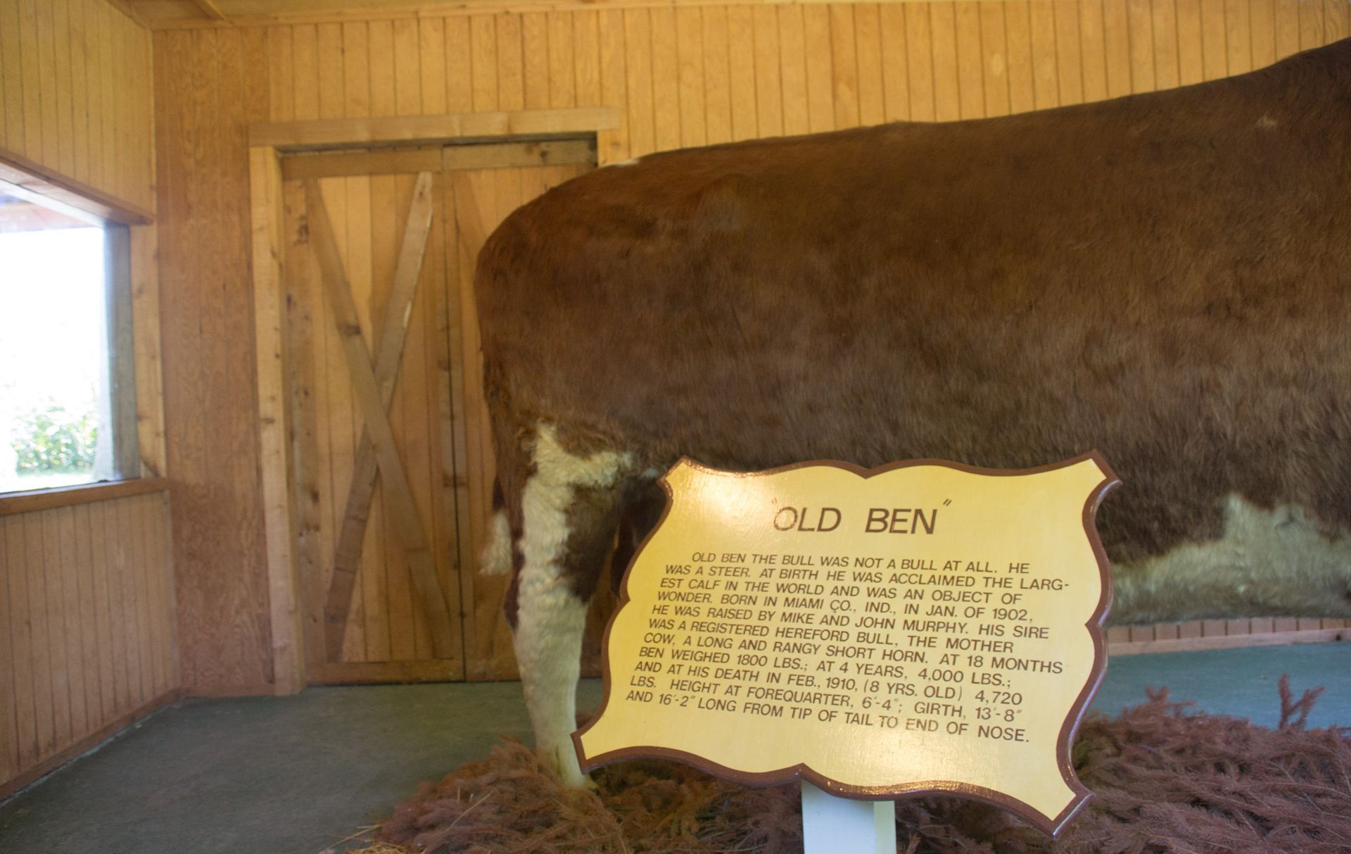 World's Largest Preserved Steer: world record in Kokomo, Indiana