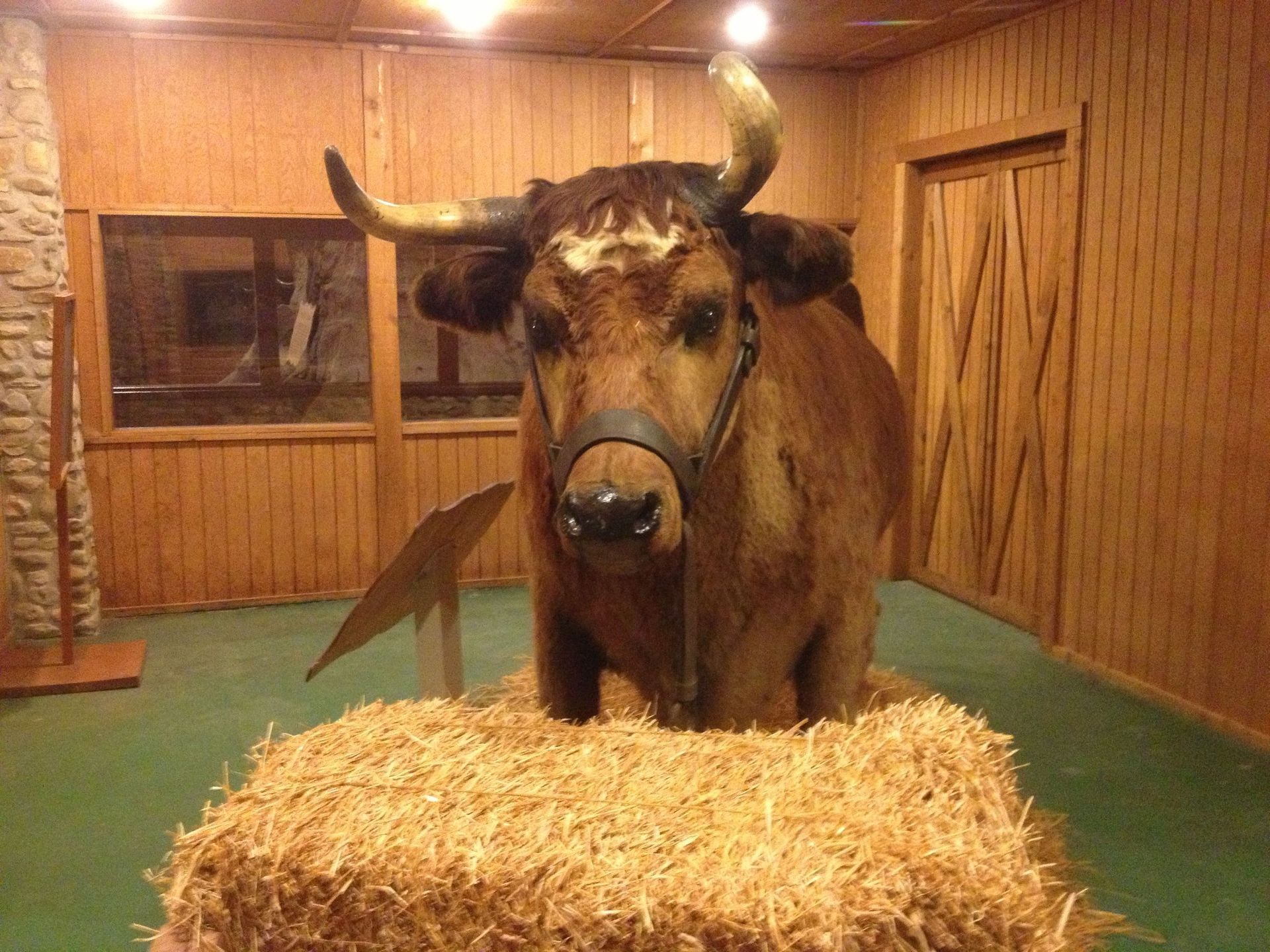 World's Largest Preserved Steer: world record in Kokomo, Indiana