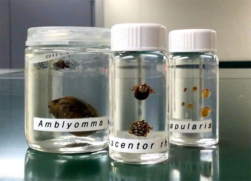 World's Largest Tick Collection: world record in Statesboro, Georgia