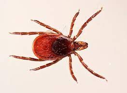 World's Largest Tick Collection: world record in Statesboro, Georgia