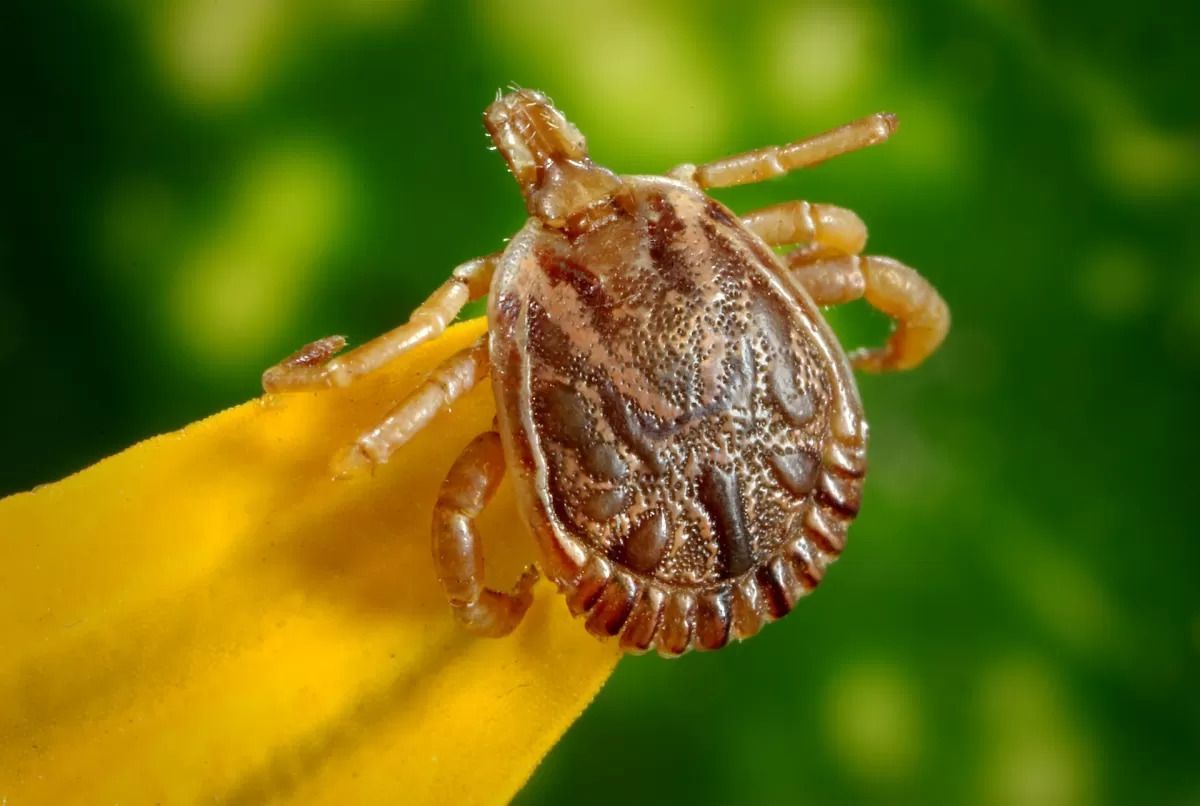 World's Largest Tick Collection: world record in Statesboro, Georgia