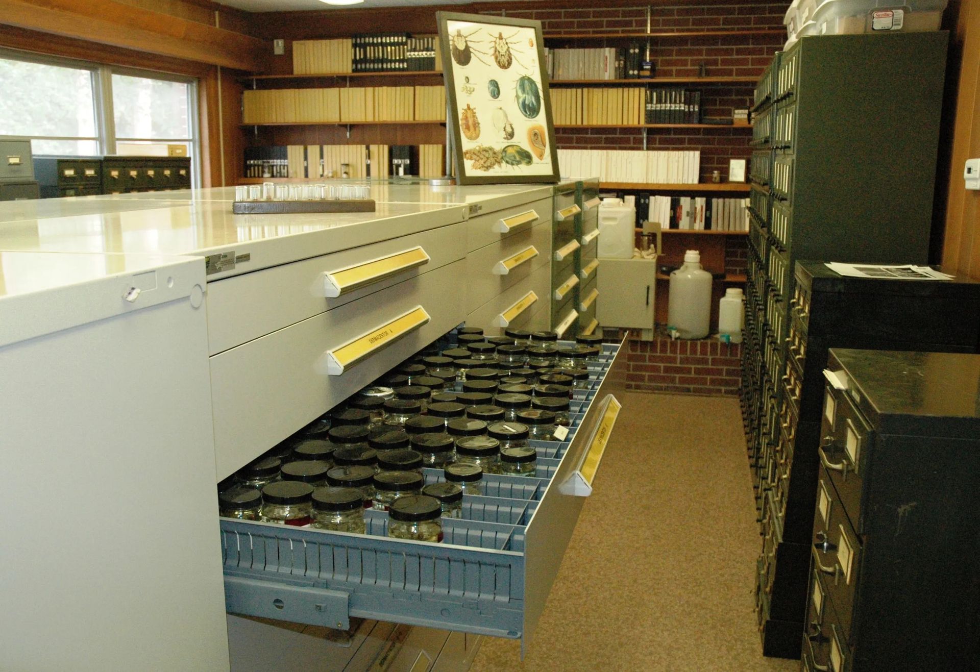 World's Largest Tick Collection: world record in Statesboro, Georgia