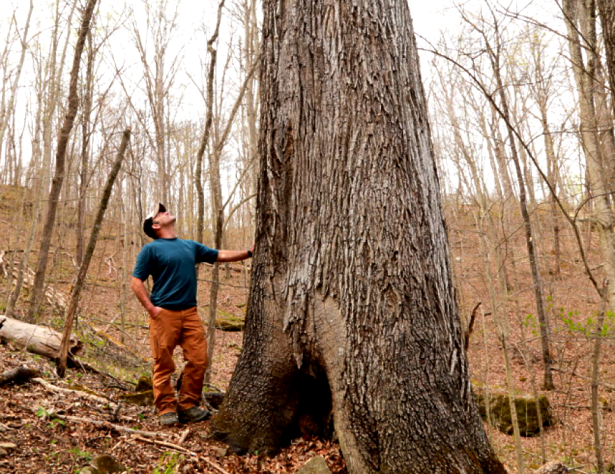 World's Largest Red Hickory Tree: world record in Clay County, Kentucky World's Largest Red Hickory Tree: world record in Clay County, Kentucky