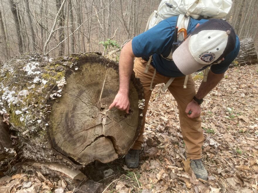 World's Largest Red Hickory Tree: world record in Clay County, Kentucky
