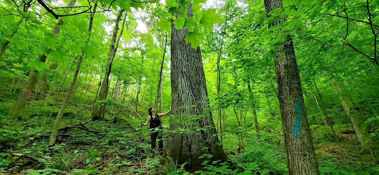 World's Largest Red Hickory Tree: world record in Clay County, Kentucky