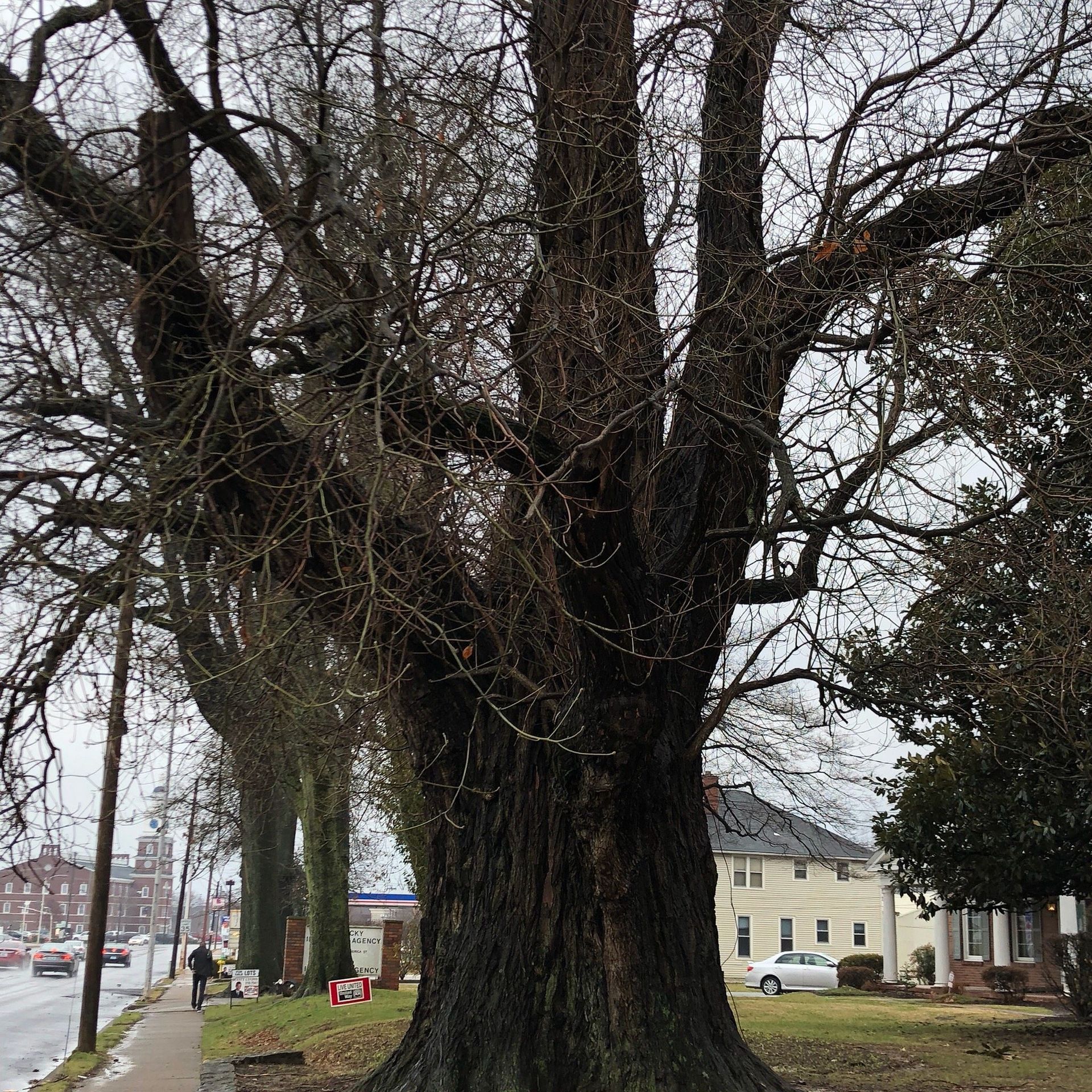World's largest Sassafras tree: world record in Owensboro, Kentucky