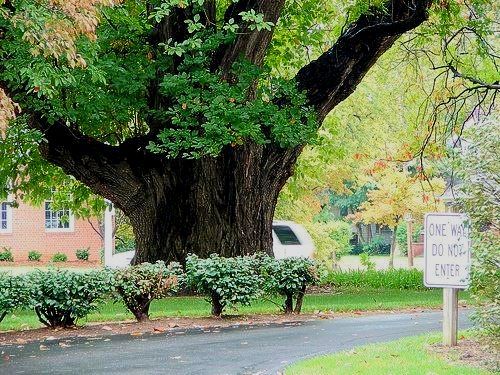 World's largest Sassafras tree: world record in Owensboro, Kentucky World's largest Sassafras tree: world record in Owensboro, Kentucky