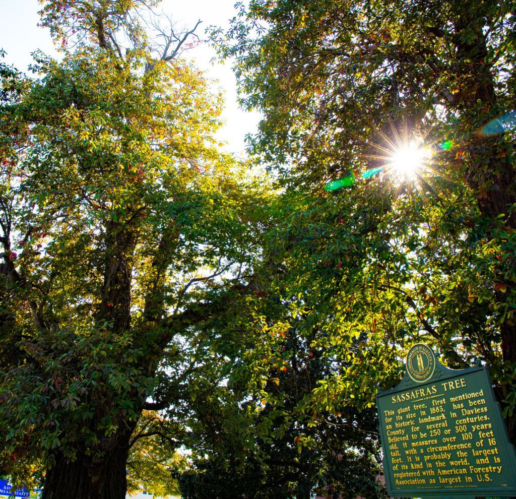 World's largest Sassafras tree: world record in Owensboro, Kentucky