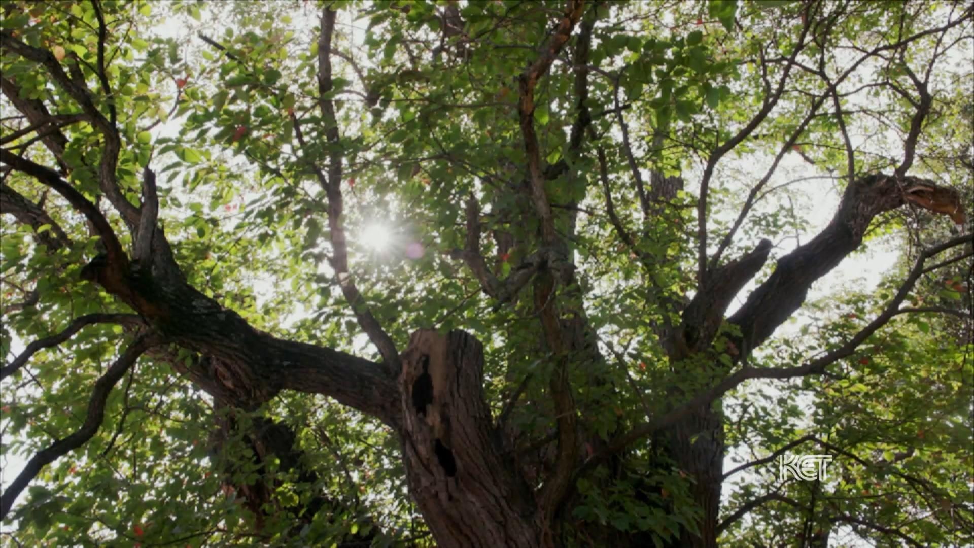 World's largest Sassafras tree: world record in Owensboro, Kentucky