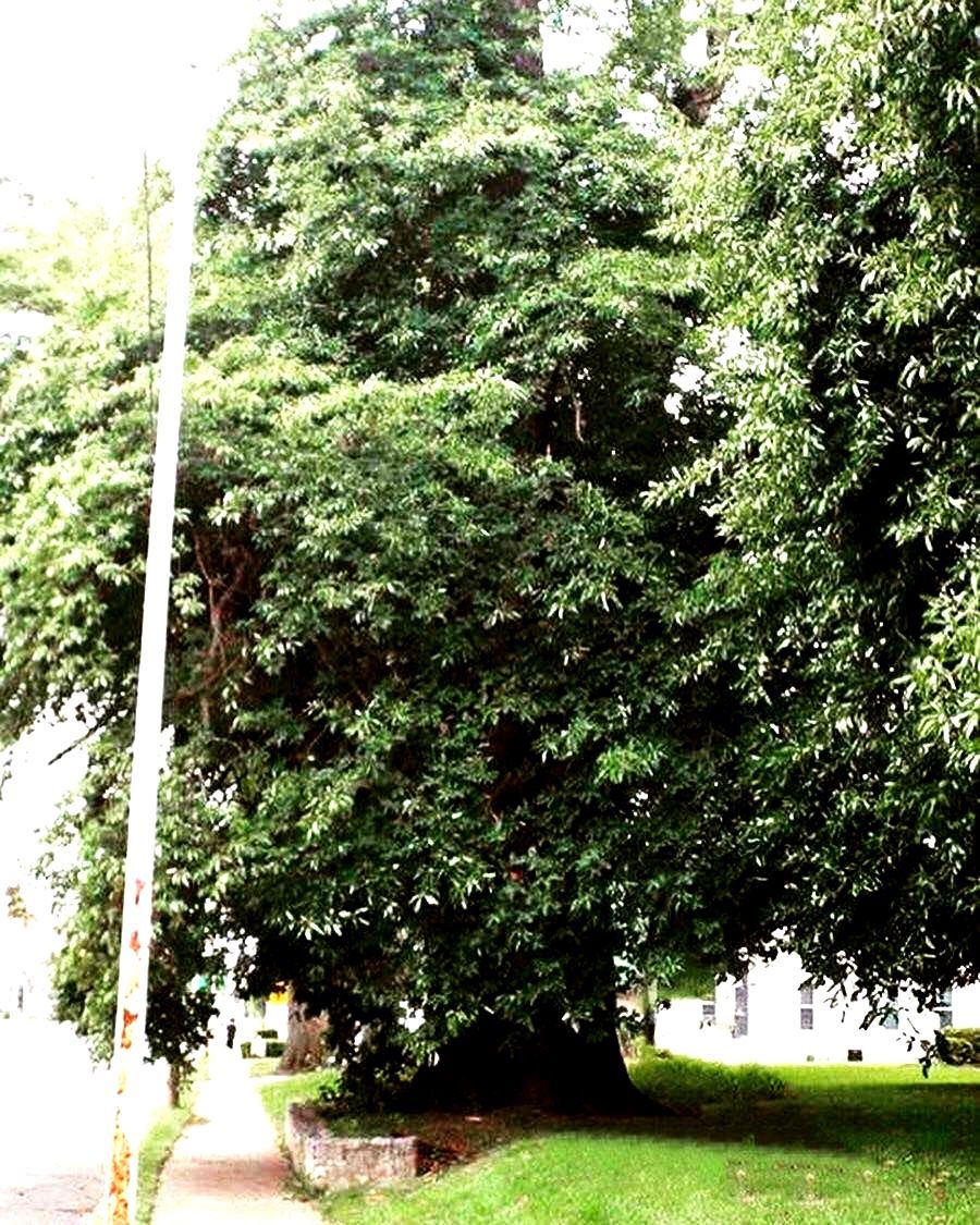 World's largest Sassafras tree: world record in Owensboro, Kentucky