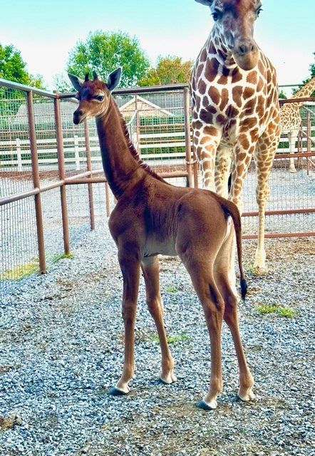  World’s Rarest Giraffe: world record in Limestone, Tennessee 