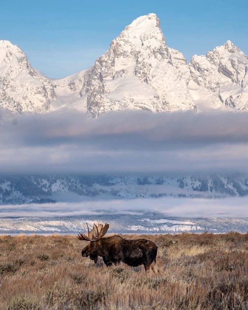 World's largest elk antler auction, world record in Jackson Hole, Wyoming 
