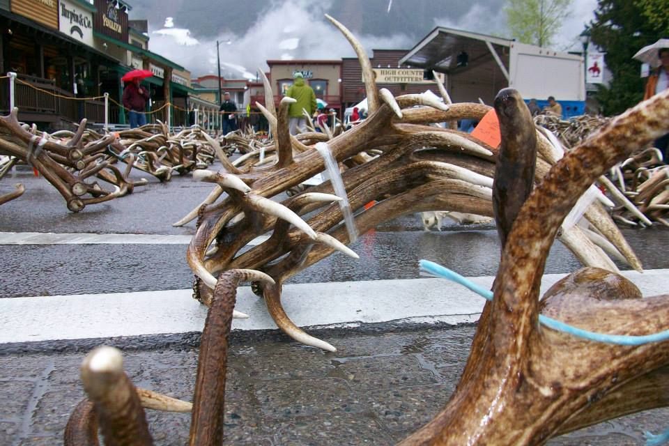 World's largest elk antler auction, world record in Jackson Hole, Wyoming 
