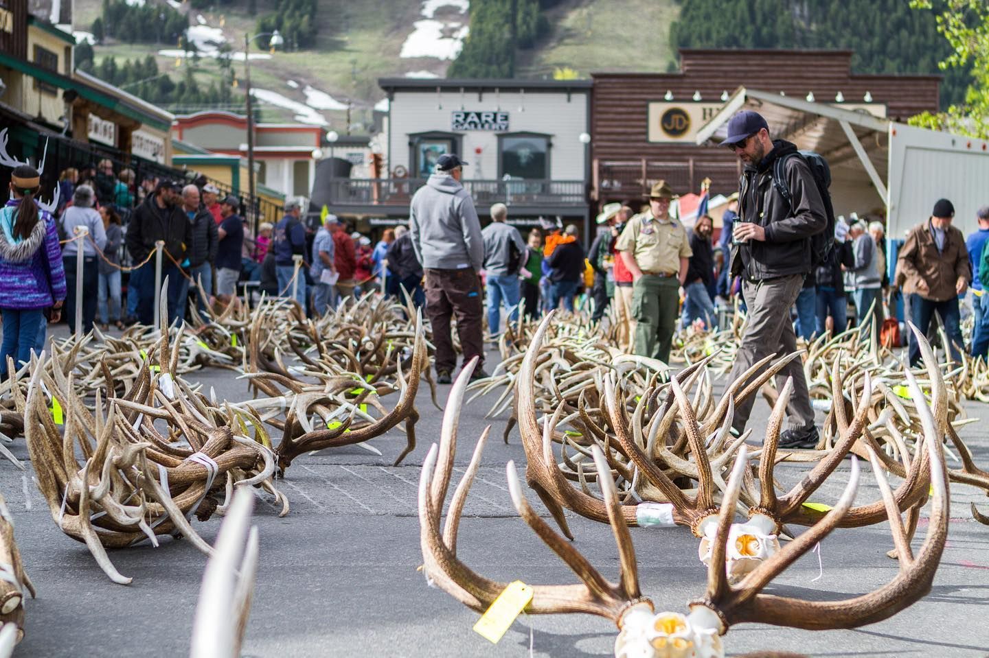 World's largest elk antler auction, world record in Jackson Hole, Wyoming 
