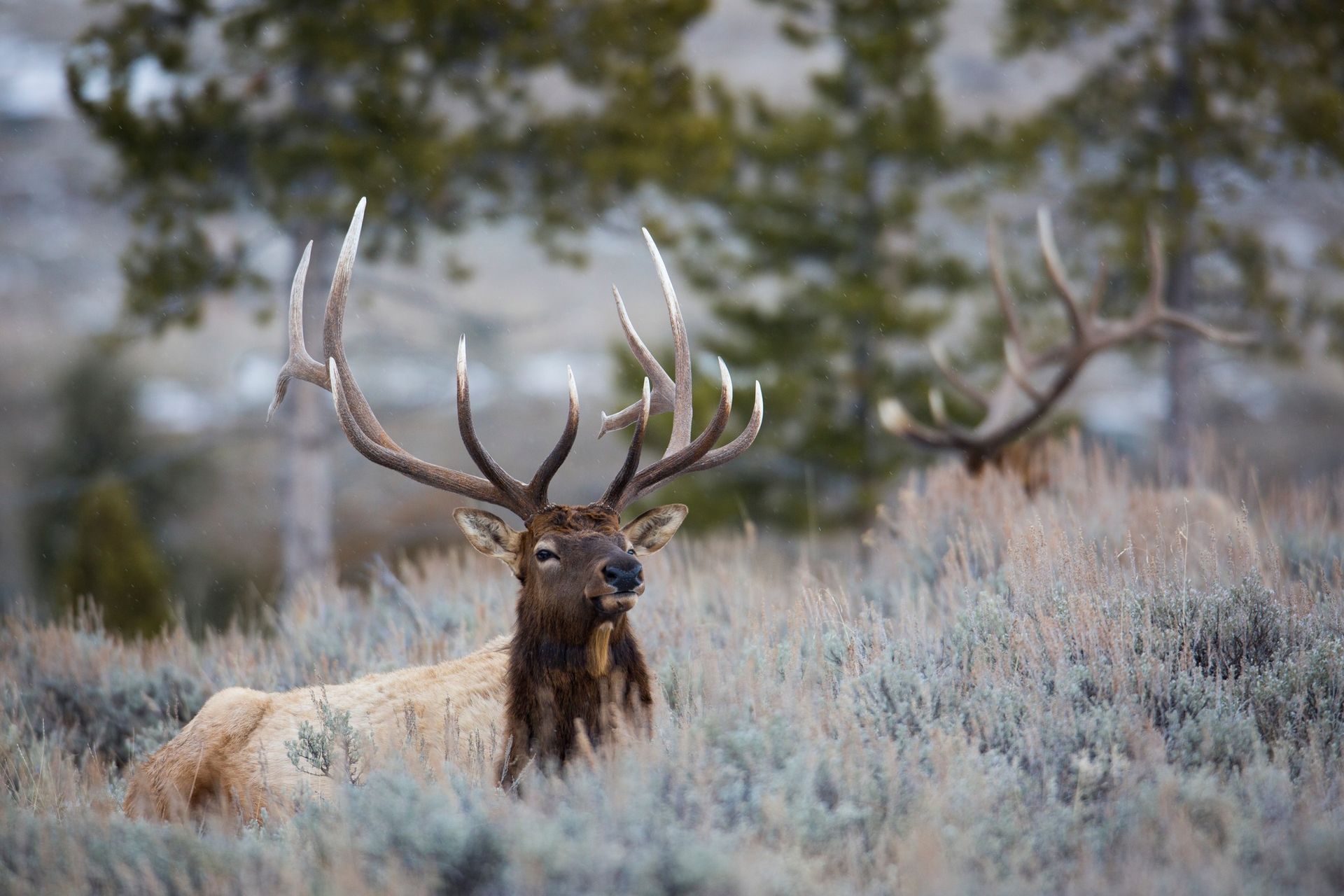 World's largest elk antler auction, world record in Jackson Hole, Wyoming 
