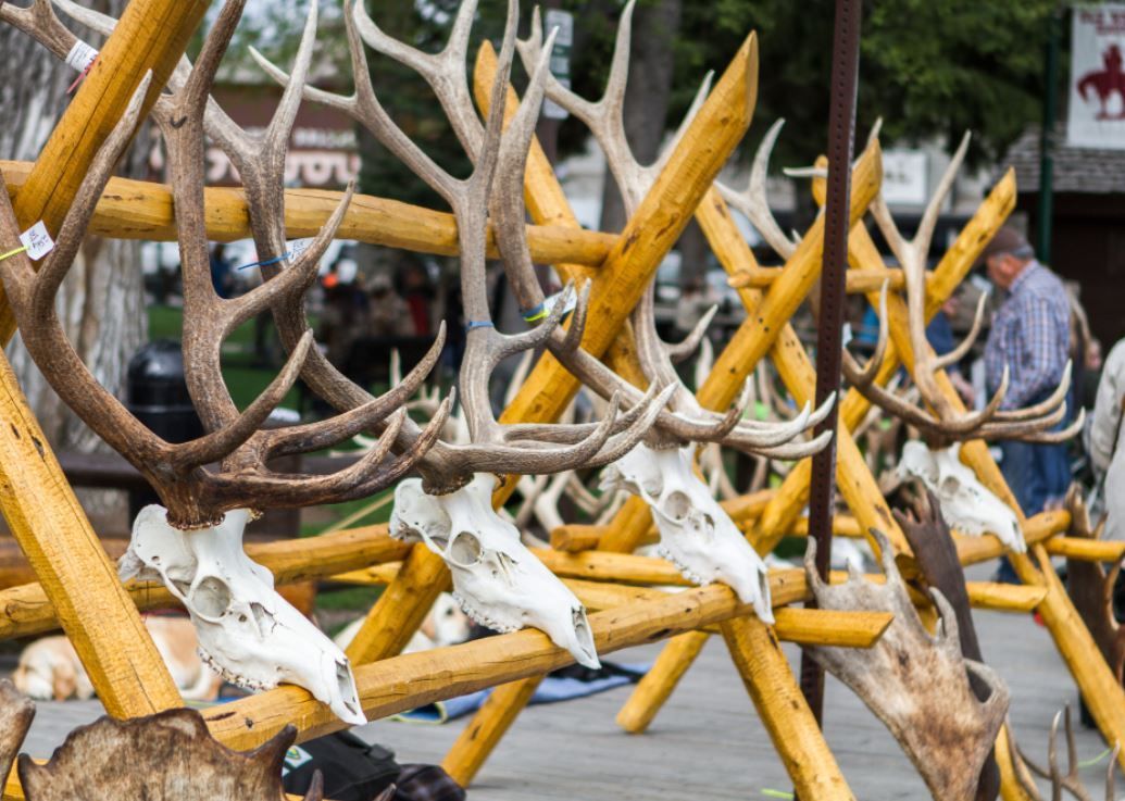 World's largest elk antler auction, world record in Jackson Hole, Wyoming 

