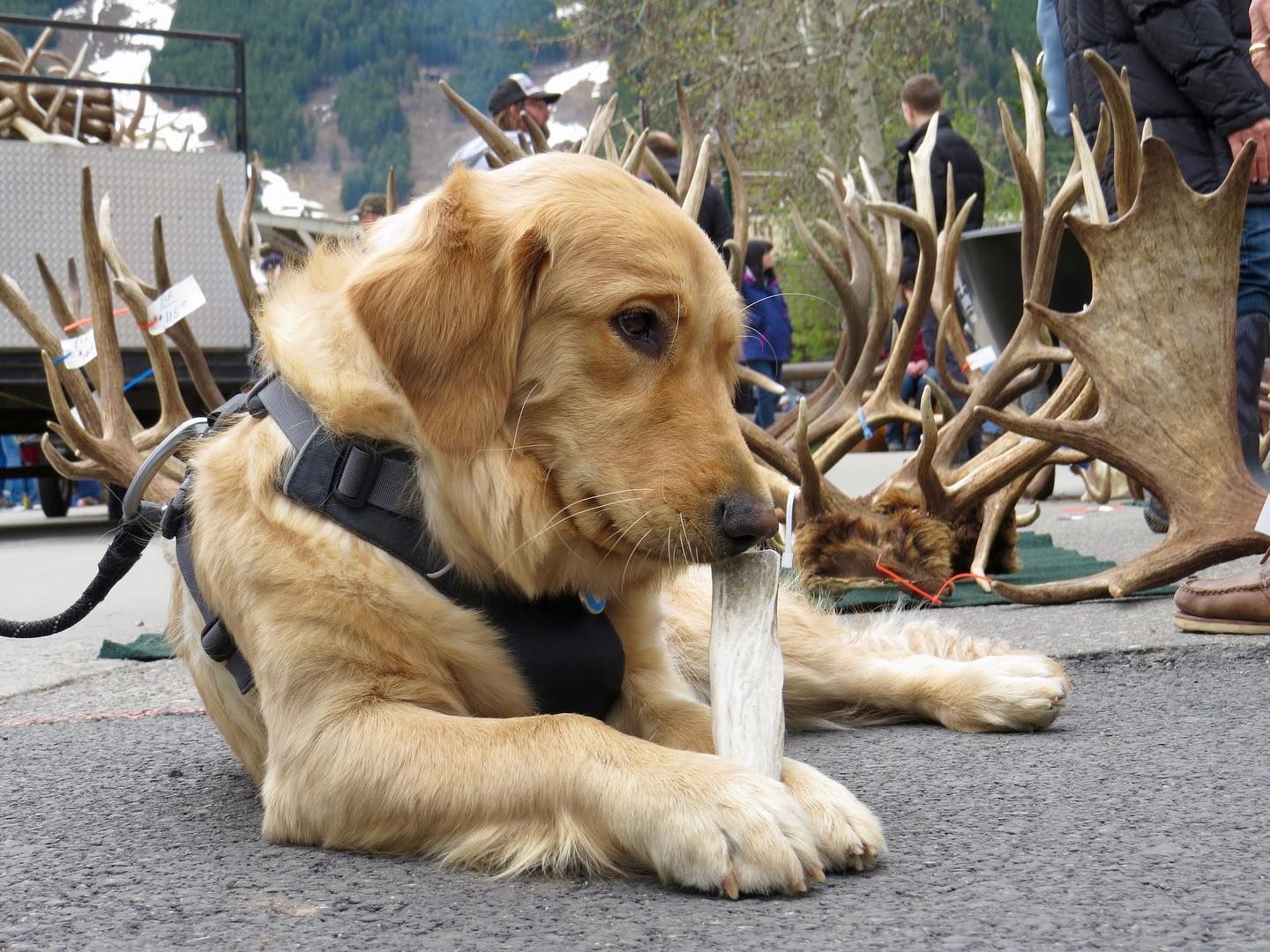 World's largest elk antler auction, world record in Jackson Hole, Wyoming 
