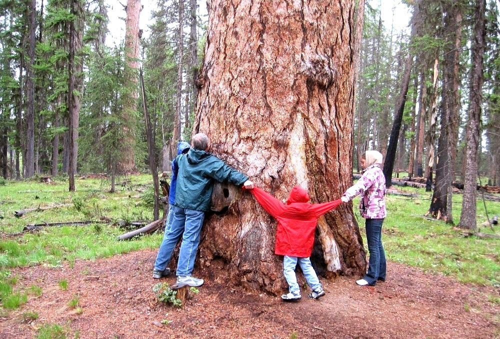 World's Largest Larch Tree, world record near Seeley Lake, Montana World's Largest Larch Tree, world record near Seeley Lake, Montana