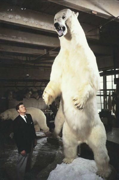 World's Largest Polar Bear, world record at Kotzebue Sound, Alaska