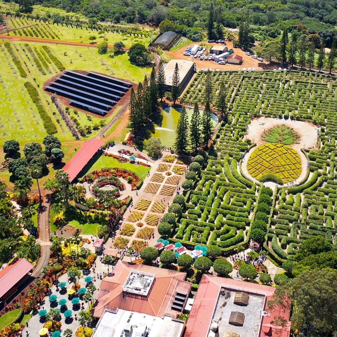 World's Largest Pineapple Maze, world record in Wahiawa, Hawaii
