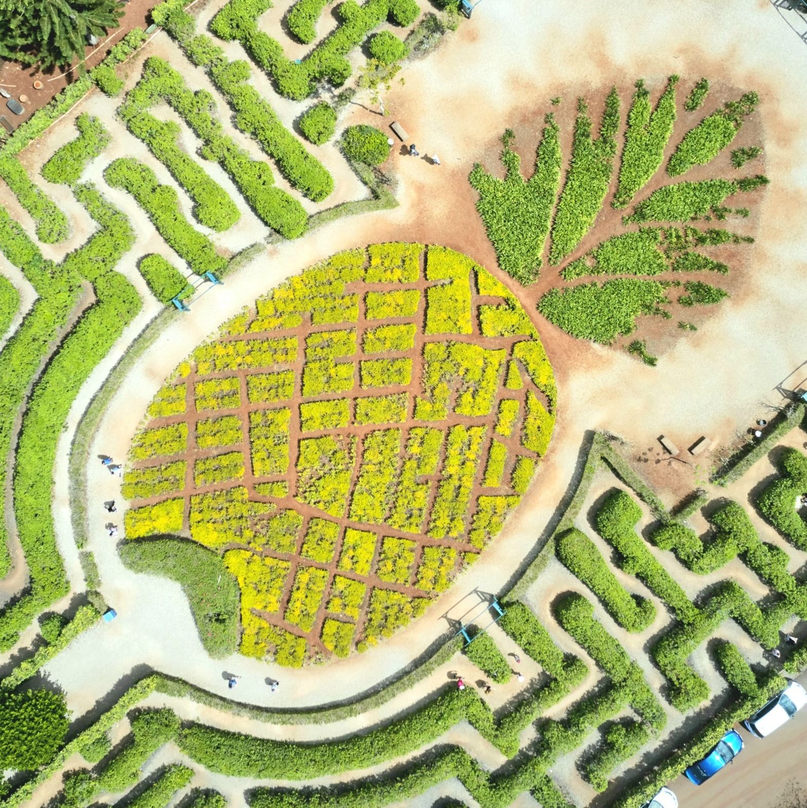 World's Largest Pineapple Maze, world record in Wahiawa, Hawaii
