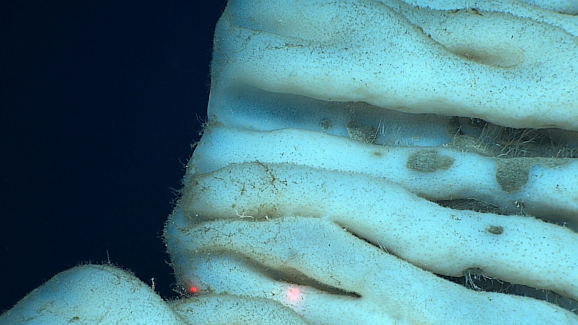 World’s Largest Sea Sponge, world record in Hawaii
