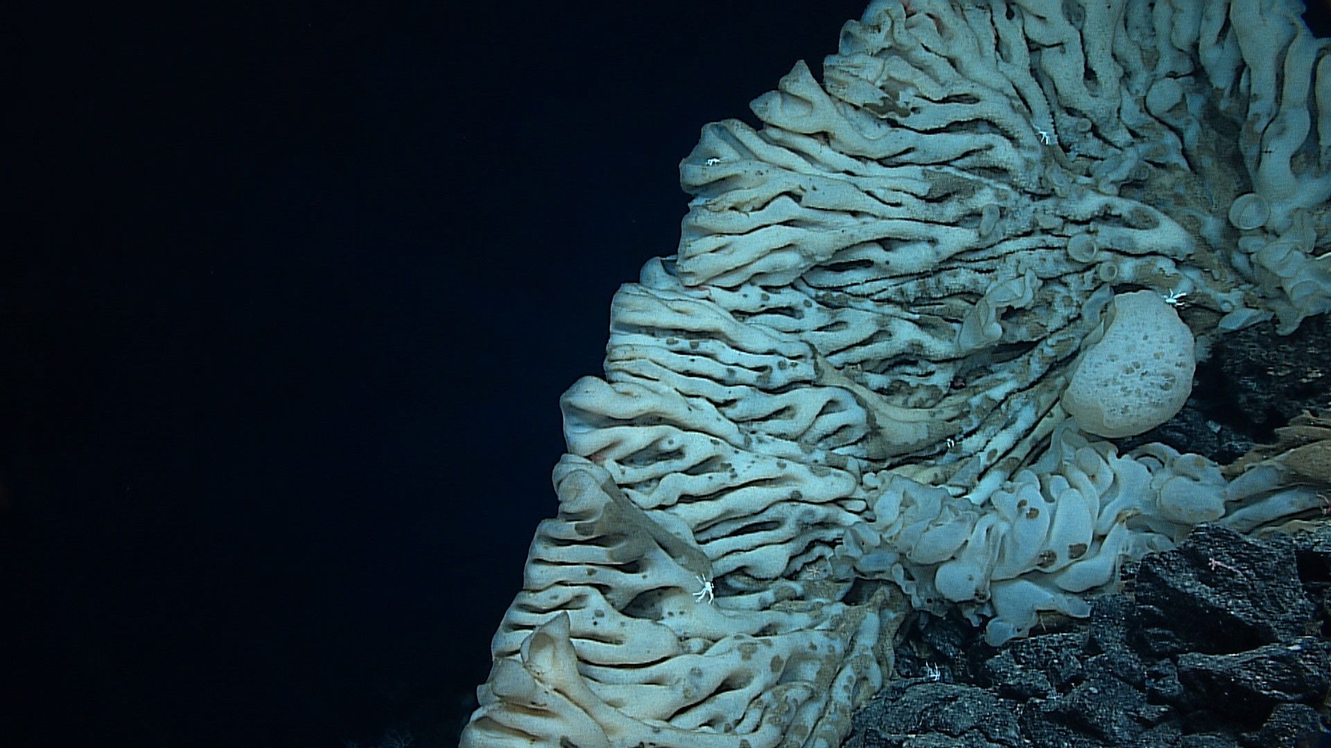 World’s Largest Sea Sponge, world record in Hawaii
