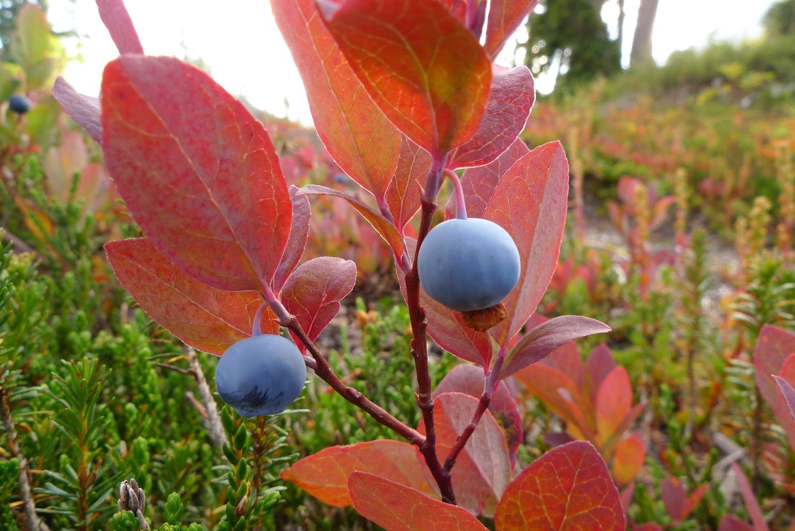 World's First Blueberry-shaped Shop, world record in Columbia Falls, Maine
