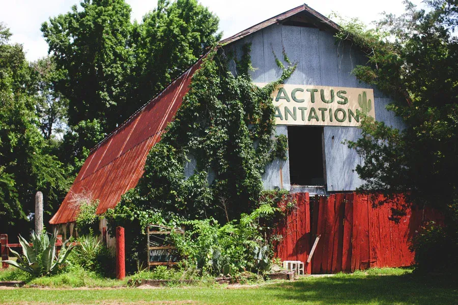 World's First Cactus Plantation, world record in Edwards, Mississippi
